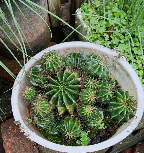绿色种仙人球的花盆名称是什么？