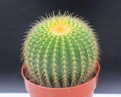 绿色种仙人球的花盆名称是什么？