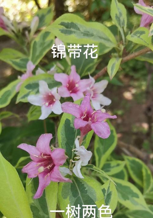 树的花语完整含义是什么？