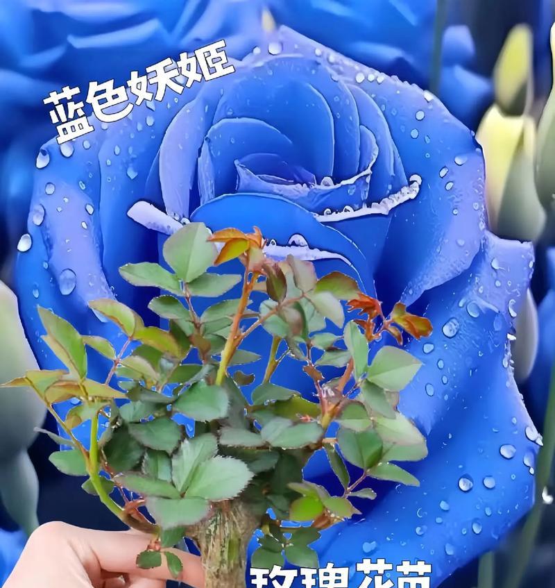 海洋兰玫瑰花的养殖要点是什么？如何保持其鲜艳？