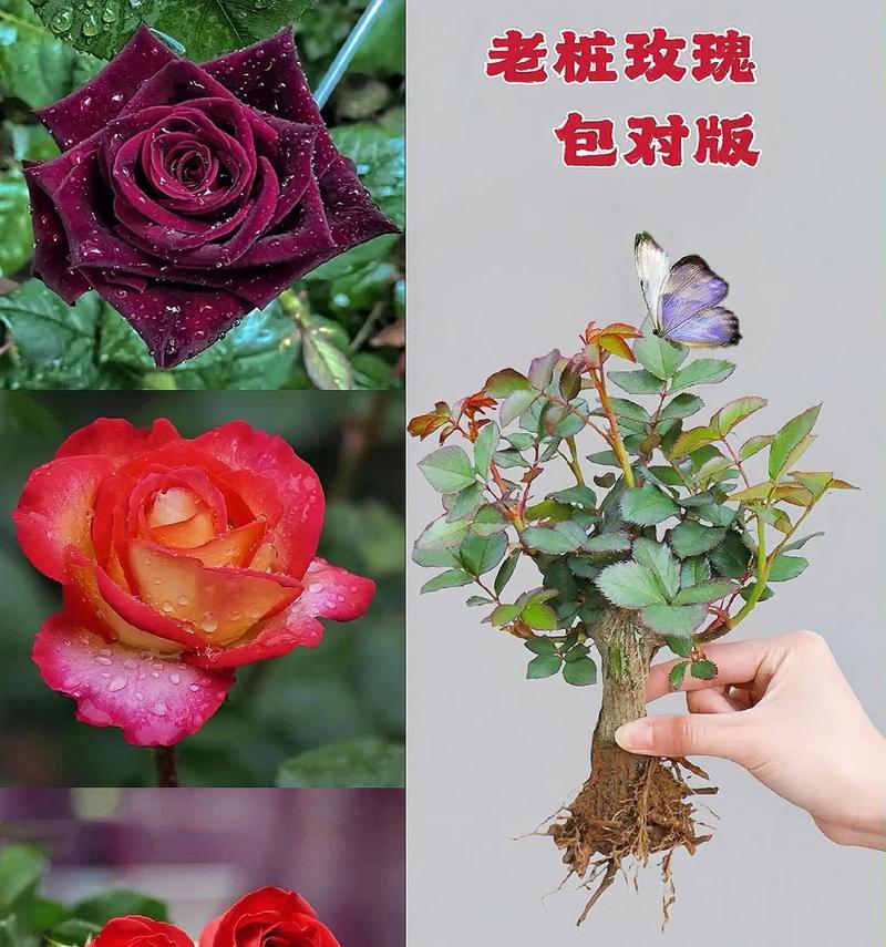 如何让玫瑰花铁头快速开花？