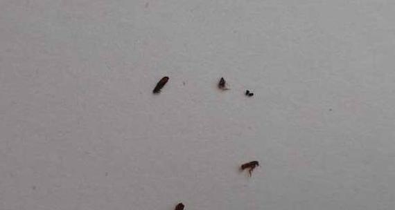 跳蚤仙人球养殖需要注意什么？如何正确养护？