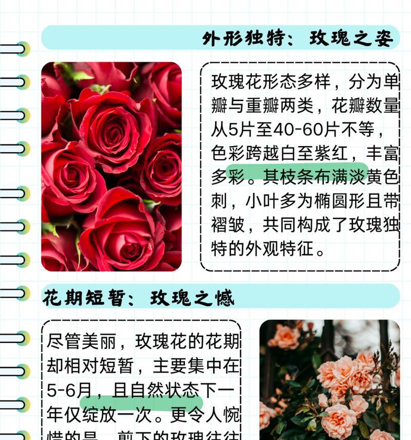 野生玫瑰花有哪些名贵品种？这些品种的玫瑰花有什么特点？