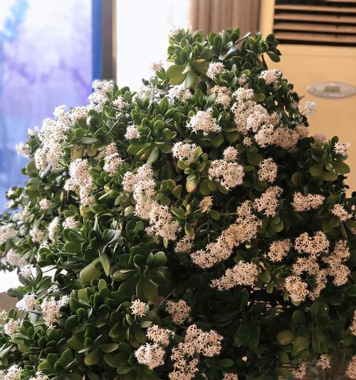 马耳他黑玫瑰象征着什么？