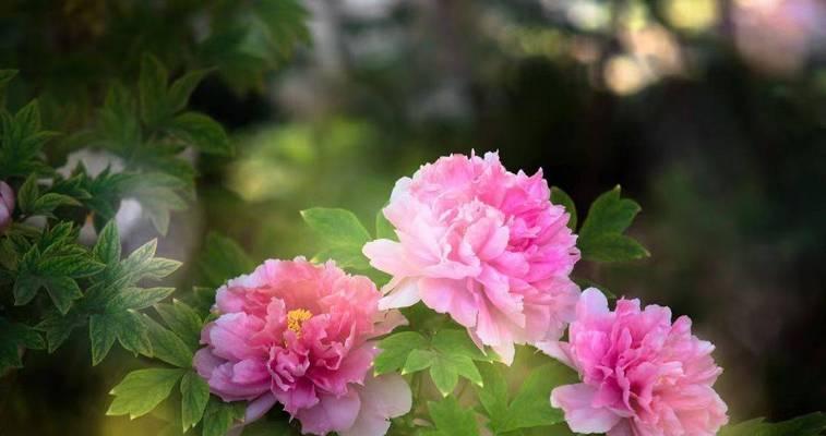 南阳牡丹花发芽时间是什么时候？