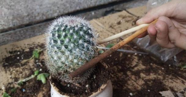 仙人球为什么不开花一直长籽？如何解决？