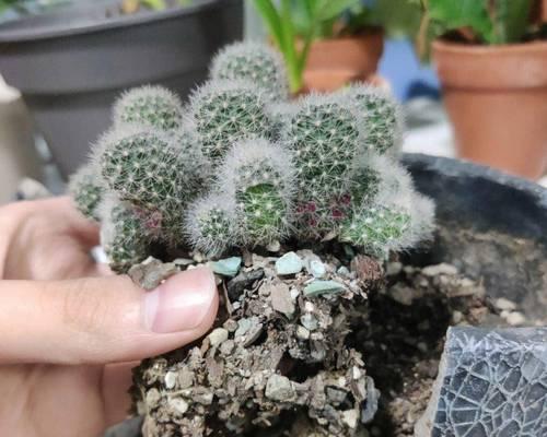 仙人球为什么不开花一直长籽？如何解决？