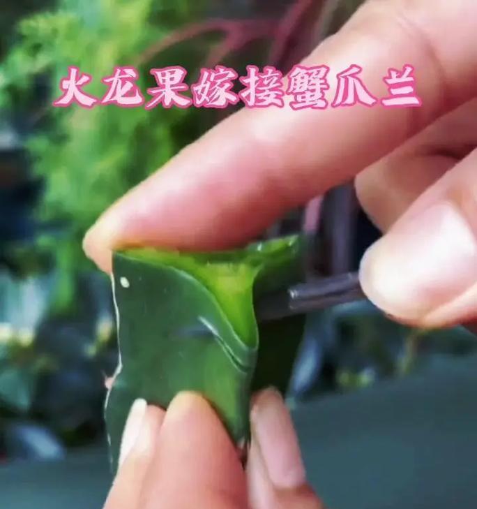 火龙果与仙人球嫁接的栽培方法是什么？