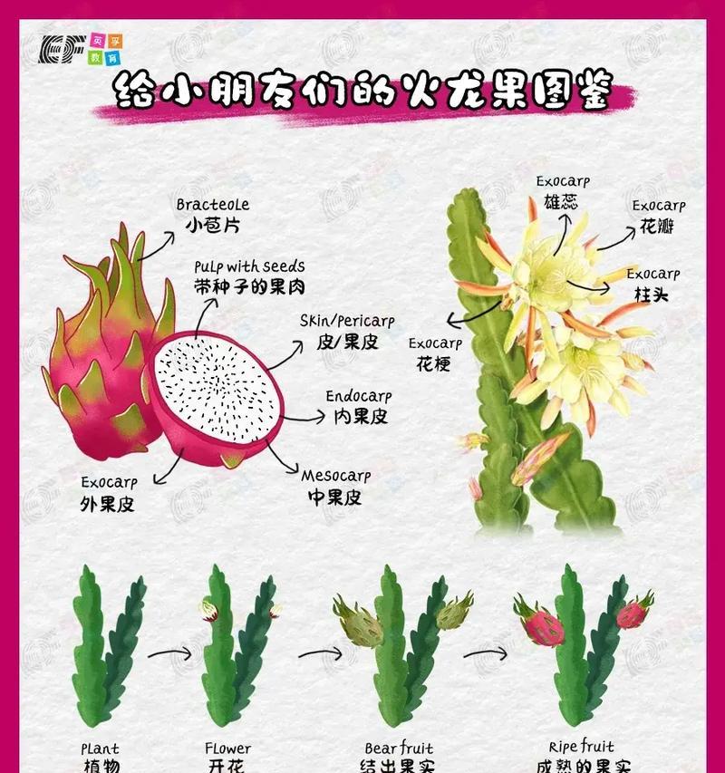 火龙果与仙人球嫁接的栽培方法是什么？