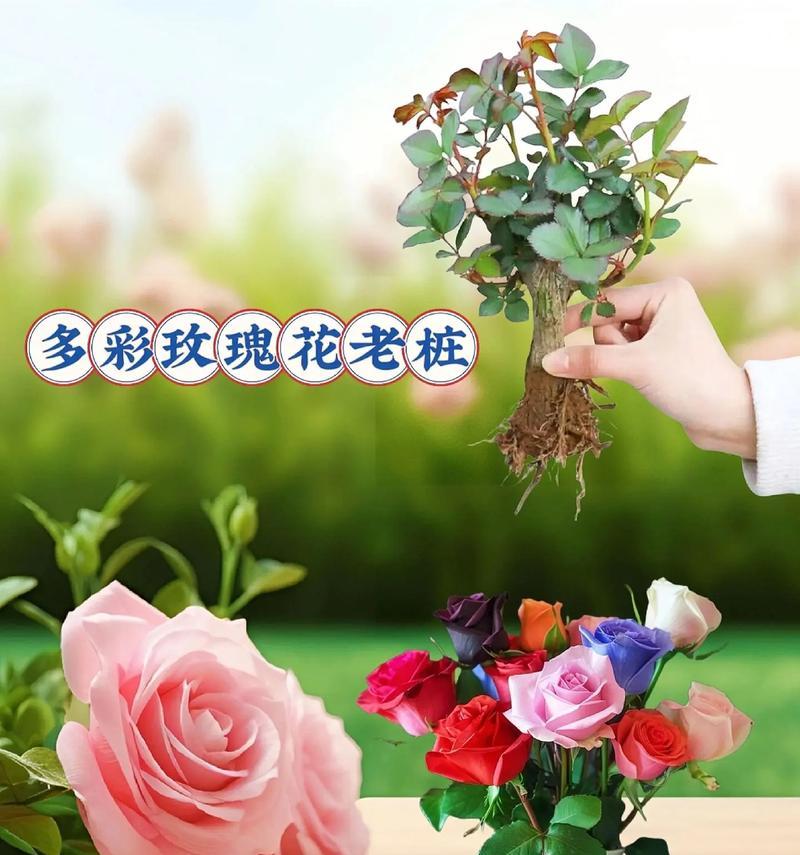 玫瑰花按压开花效果如何？正确的玫瑰花养护方法是什么？