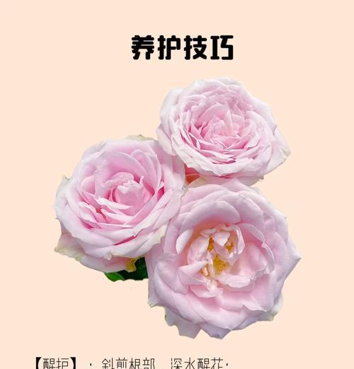 玫瑰花按压开花效果如何？正确的玫瑰花养护方法是什么？