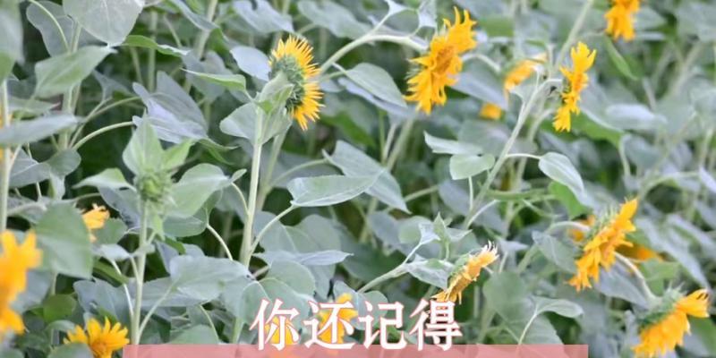 表达“我爱的只有你”的花语是什么？哪种花最能代表？