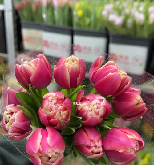 风信子与牡丹花有哪些区别？