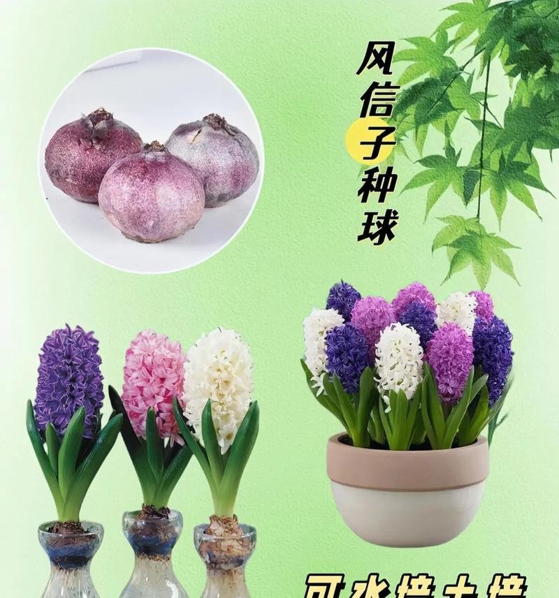 风信子与牡丹花有哪些区别？