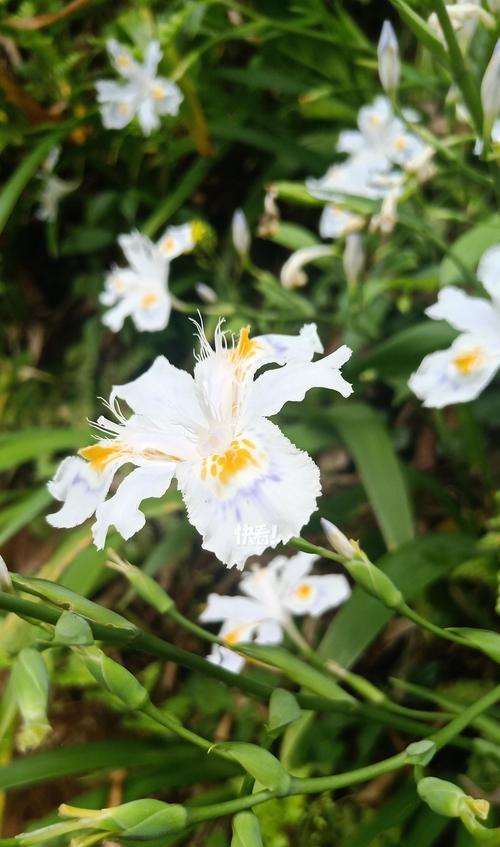 蝴蝶花语摇晃代表什么？摇晃的蝴蝶花语有哪些含义？