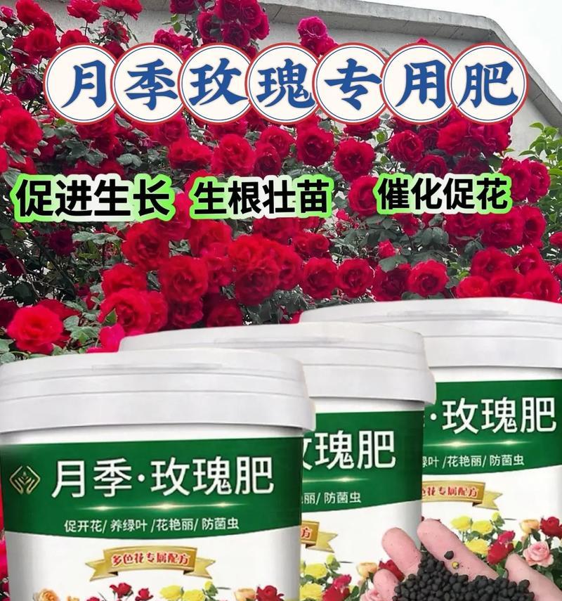 玫瑰花种植中何时添加磷肥？