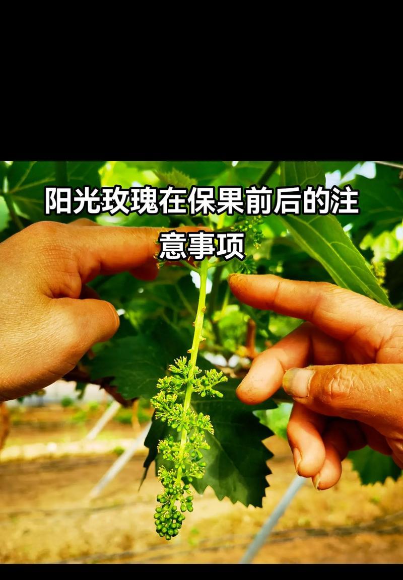 玫瑰花种植中何时添加磷肥？