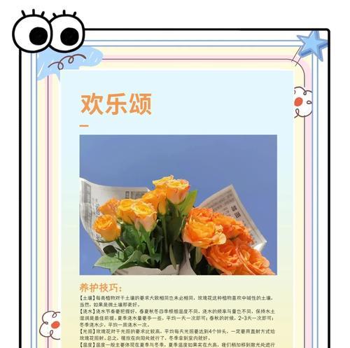 玫瑰花语中有哪些是人们喜爱的？