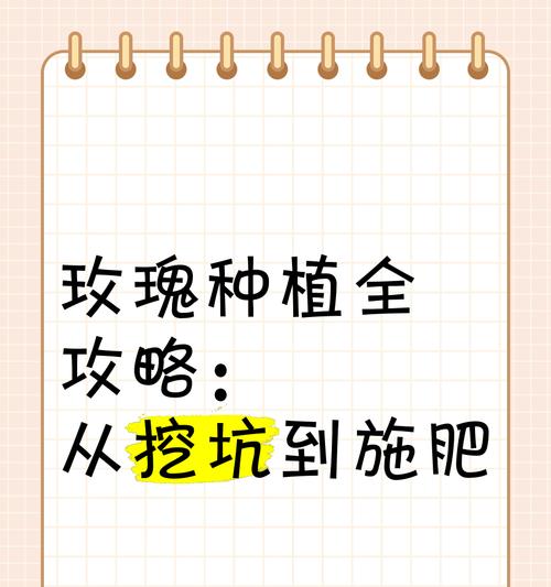 玫瑰花种植中何时添加磷肥？
