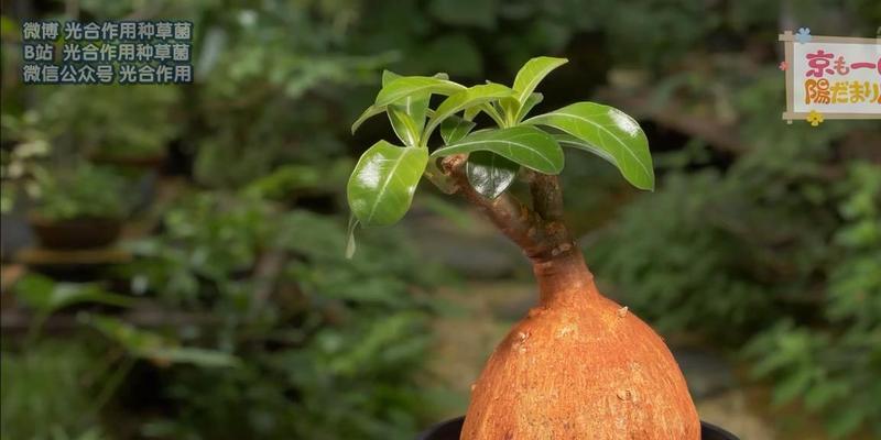 玫瑰花水种草的正确种植步骤是什么？