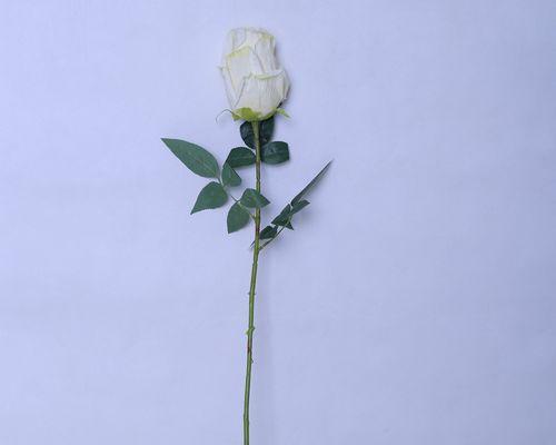 单支大玫瑰花属于什么品种？它有哪些独特之处？