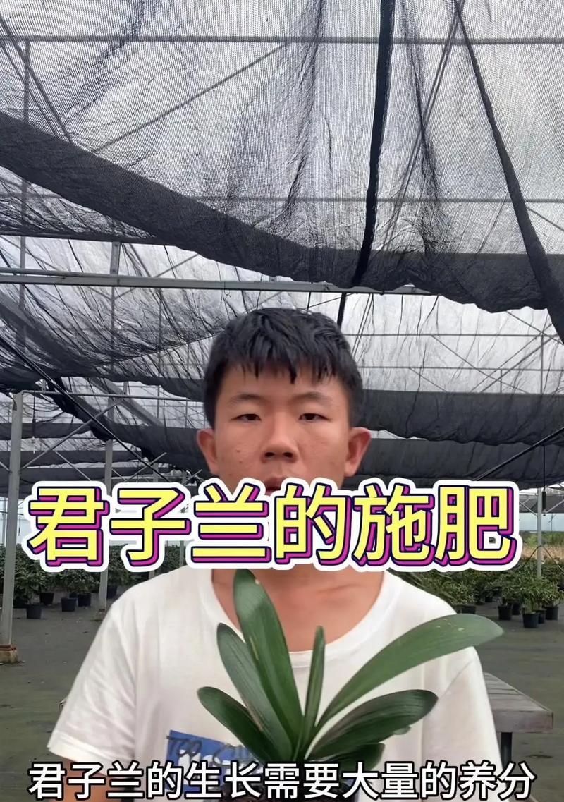 君子兰施肥的正确肥料选择是什么？