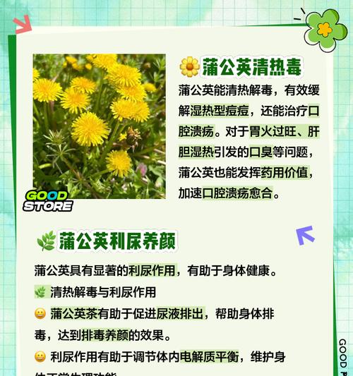蒲公英的花语320朵代表什么含义？