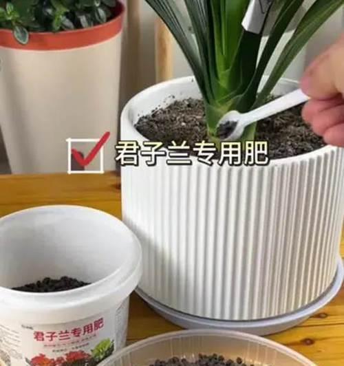 君子兰施肥的正确肥料选择是什么？