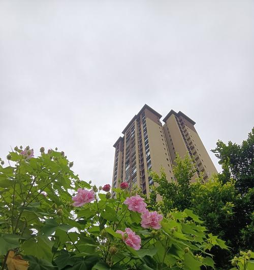 悄然变好的花语代表了什么？