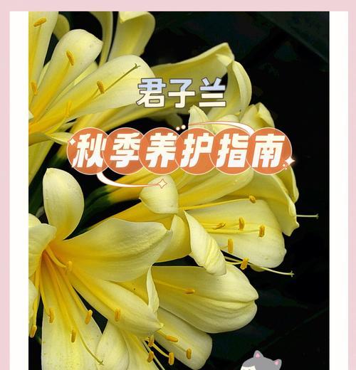 鲜花园艺君子兰的养护方法是什么？它好养吗？