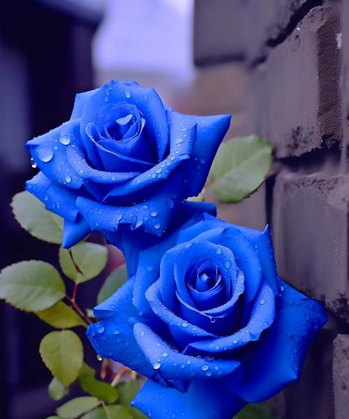 蓝色冰焰花的花语是什么？它象征着什么？