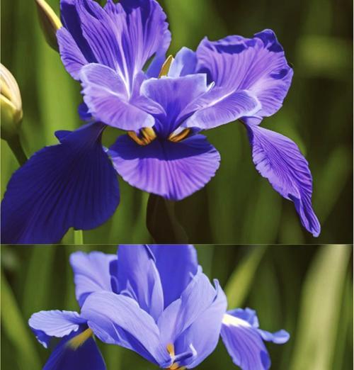 蓝色冰焰花的花语是什么？它象征着什么？