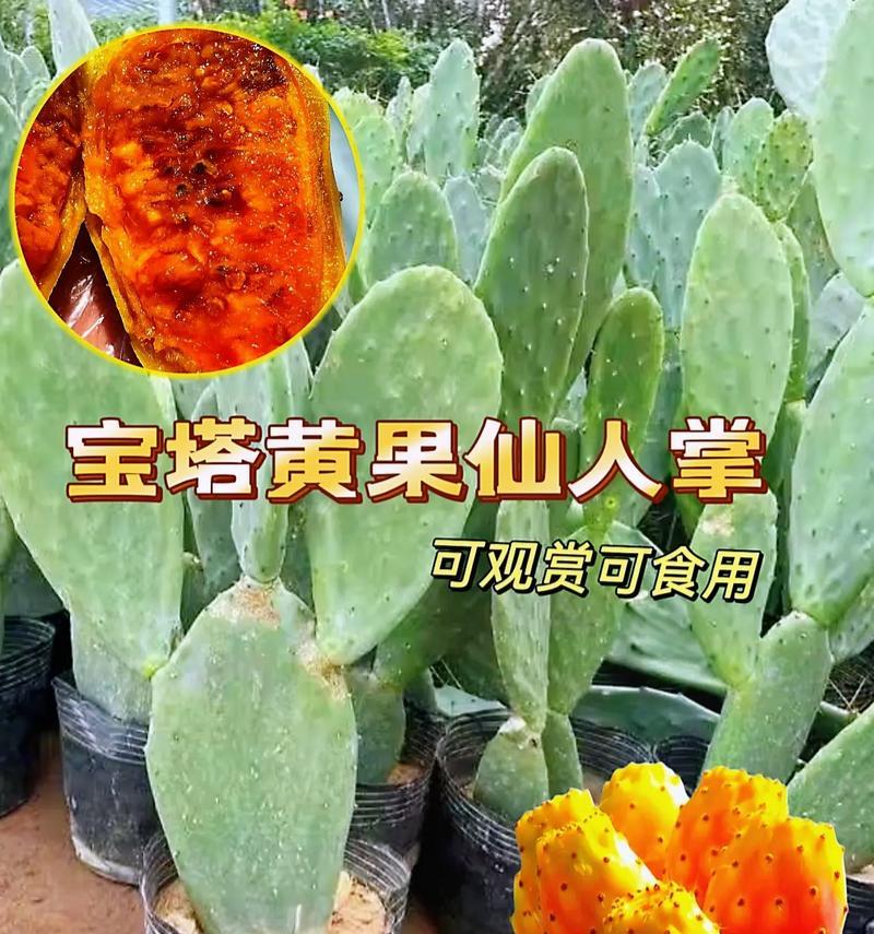 仙人球顶部出现黄色叶子的原因？