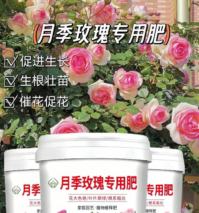 玫瑰花专用肥料的使用效果如何？