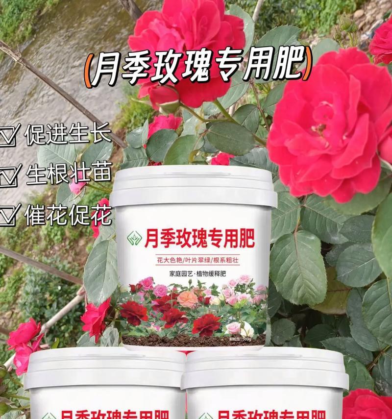 玫瑰花专用肥料的使用效果如何？