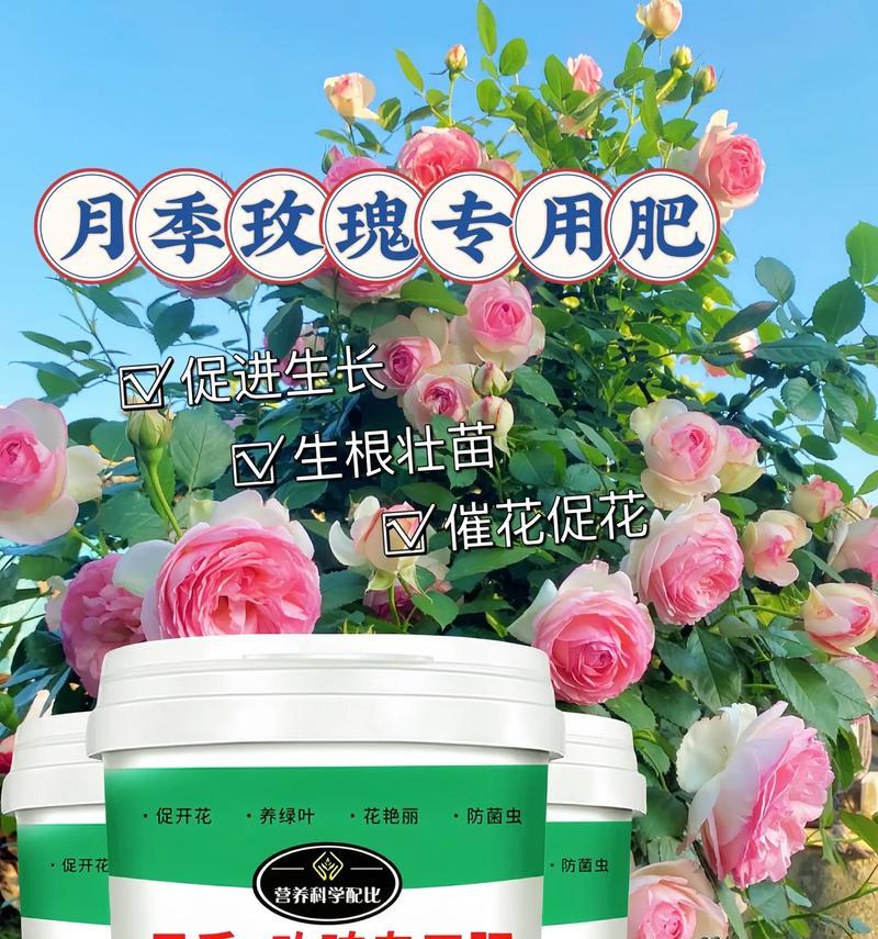玫瑰花专用肥料的使用效果如何？