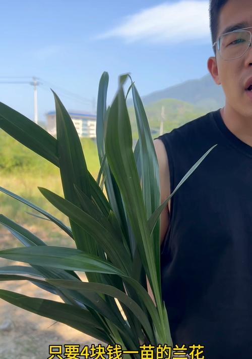 企黑墨兰的花语代表什么含义？