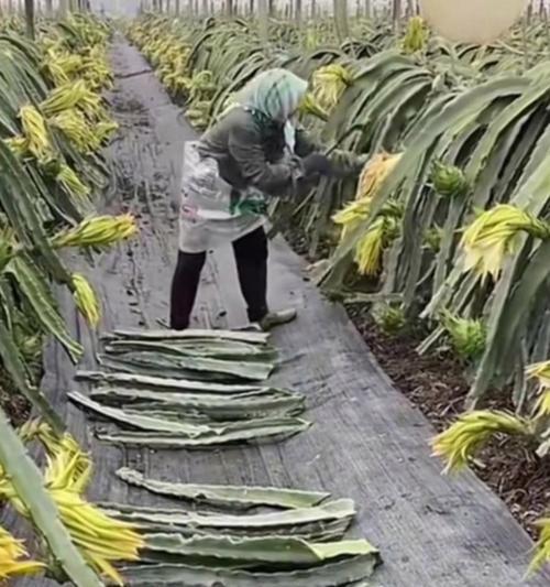 仙人掌修剪的最佳时机和方法是什么？
