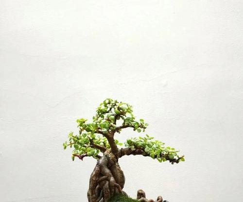 仙人掌修剪的最佳时机和方法是什么？
