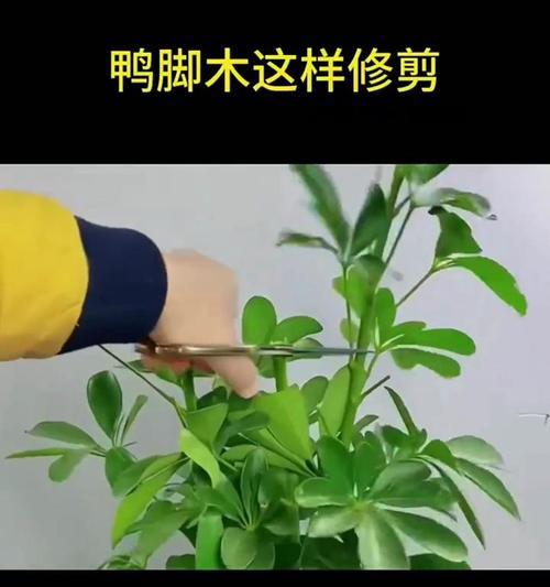 仙人掌修剪的最佳时机和方法是什么？