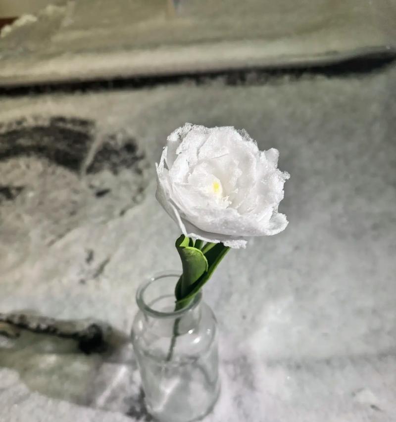 冬天如何养护公主玫瑰花？