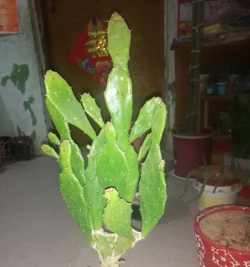 扦插仙人掌的正确步骤是什么？需要注意什么？