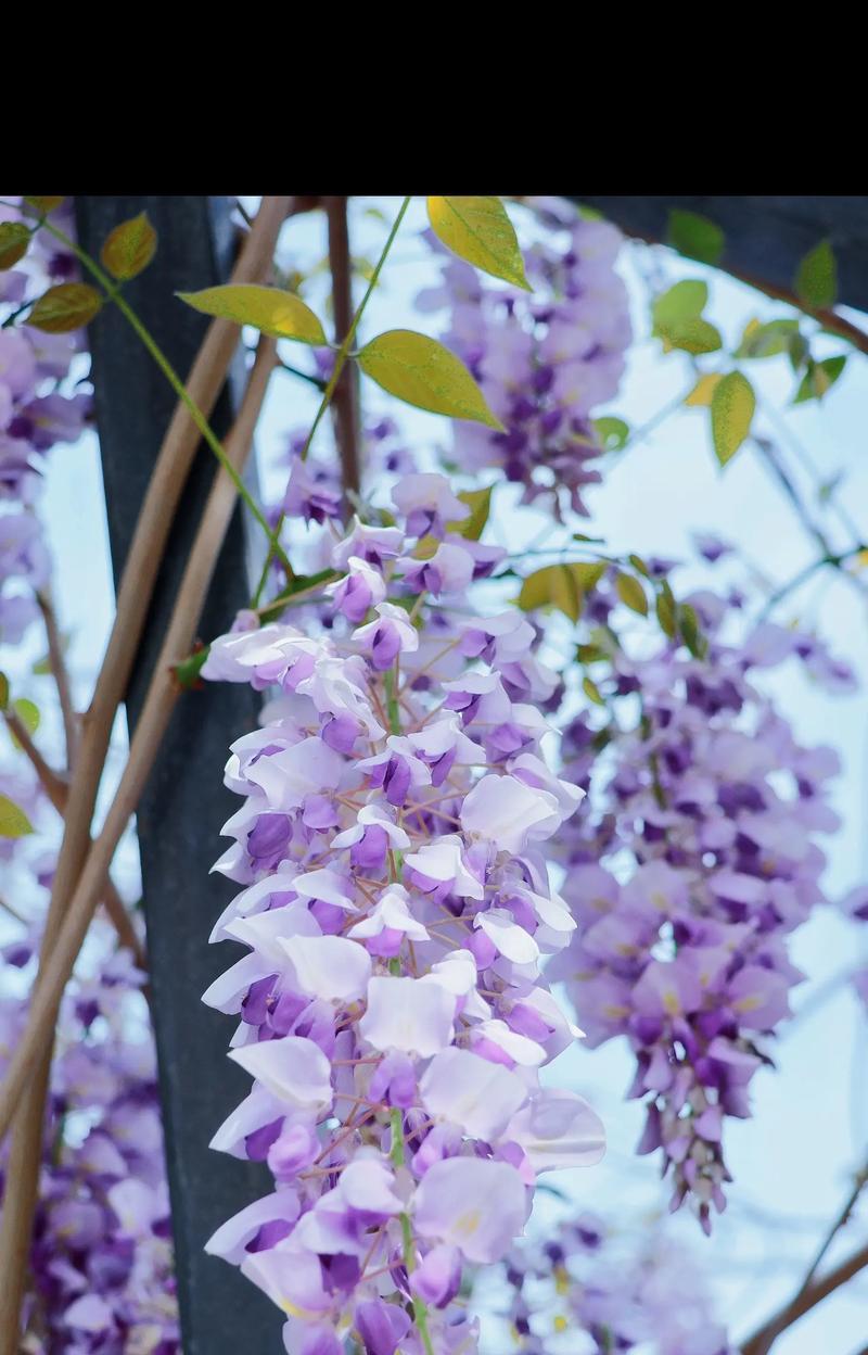 九月二十三日的花语代表什么？选择哪种花来庆祝？