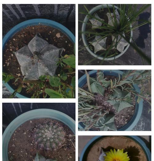 用石子养仙人球如何促其开花？有哪些特别的养护技巧？