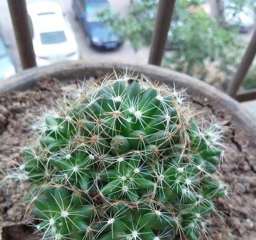用石子养仙人球如何促其开花？有哪些特别的养护技巧？