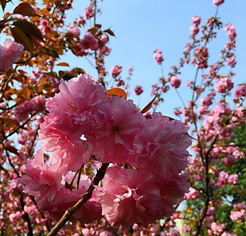 樱花彩蛋代表什么花语和寓意？送男生几朵白色玫瑰花代表什么？