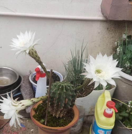 仙人球会连续开花吗？连续开花的原因是什么？