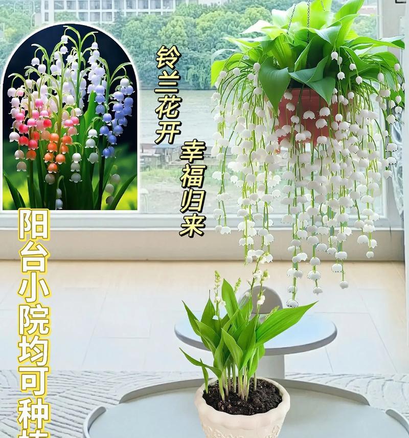 铃兰配百合是什么花语？搭配百合的铃兰有何深意？