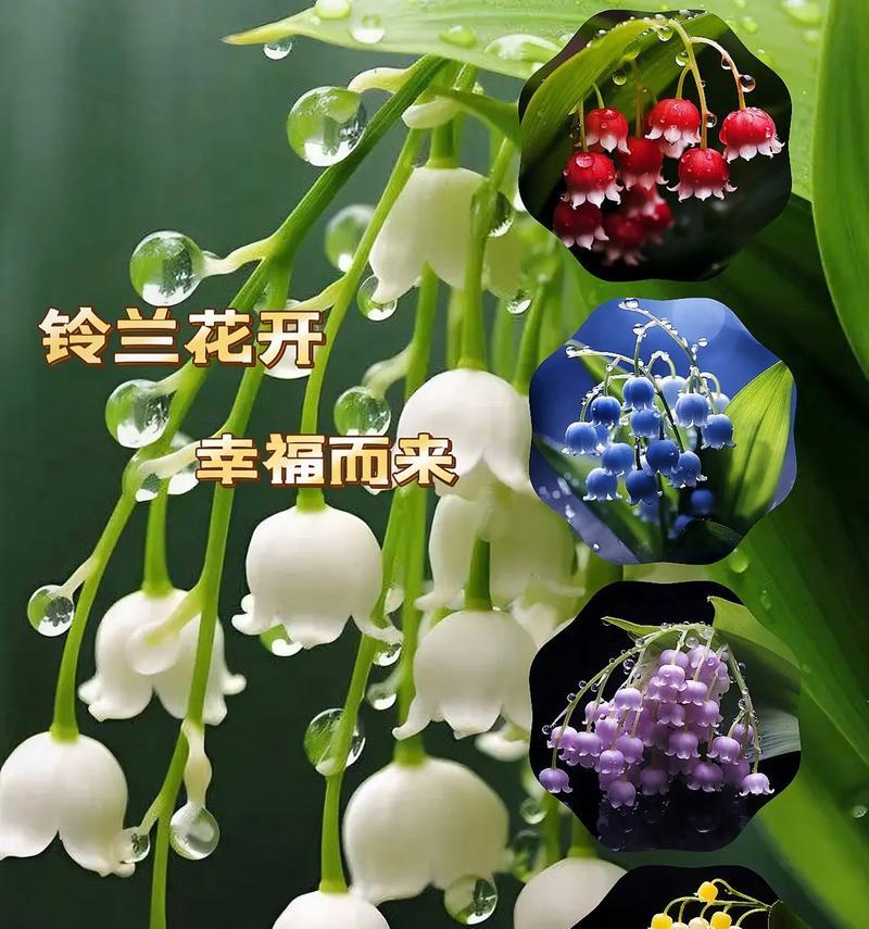 铃兰配百合是什么花语？搭配百合的铃兰有何深意？