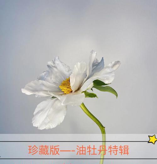 牡丹花的最佳栽种时间及养护方法是什么？